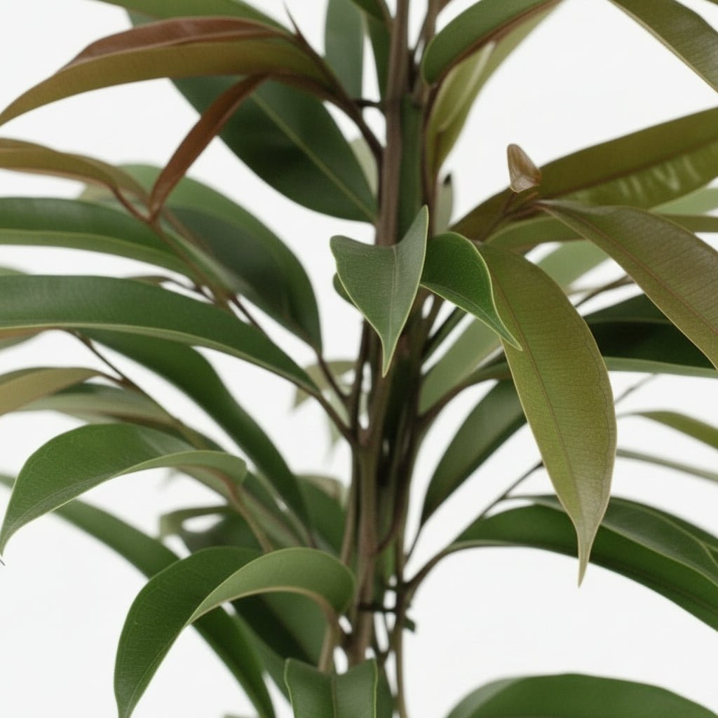 Ficus Binnendijkii Amstel King – Ø17 cm – H70 cm - Verdeia - 2