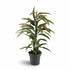 Ficus Binnendijkii Amstel King – Ø17 cm – H70 cm - Verdeia - 1