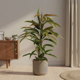 Ficus Binnendijkii Amstel King – Ø17 cm – H70 cm - Verdeia - 3