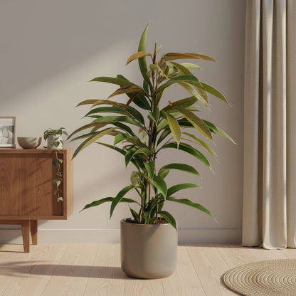 Ficus Binnendijkii Amstel King – Ø17 cm – H70 cm - Verdeia - 3