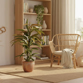 Ficus Binnendijkii Amstel King – Ø17 cm – H70 cm - Verdeia - 5