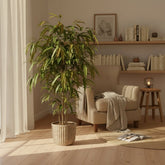 Ficus Binnendijkii Amstel King – Ø17 cm – H70 cm - Verdeia - 4
