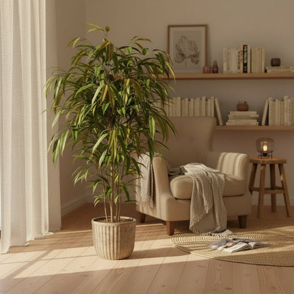 Ficus Binnendijkii Amstel King – Ø17 cm – H70 cm - Verdeia - 4