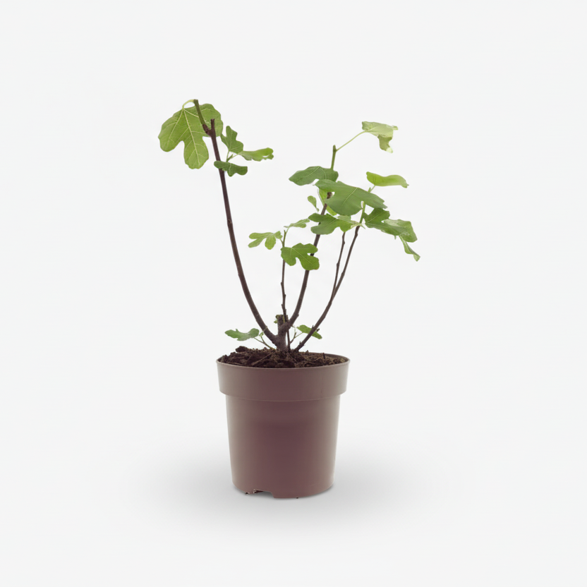 higuera Ficus carica Bornholm en su maceta de cultivo sobre fondo blanco