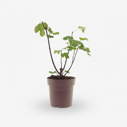 higuera Ficus carica Bornholm en su maceta de cultivo sobre fondo blanco