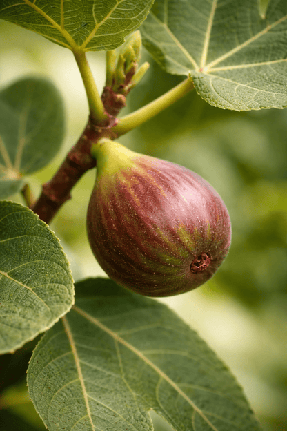 Primer plano de los frutos y hojas de la higuera Ficus carica Bornholm