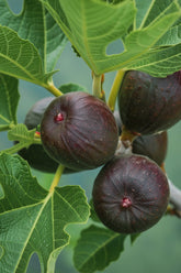 Ficus carica &