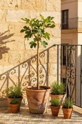 Ficus carica &