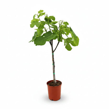 Ficus carica (Figuier) H80 cm | Pot Ø17 cm - Verdeia - 1