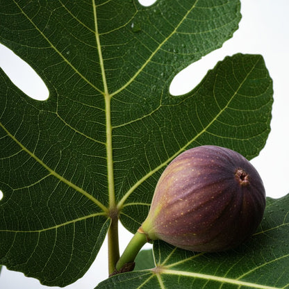 Ficus carica (Figuier) H80 cm | Pot Ø17 cm - Verdeia - 2