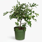 Ficus carica ‘Little Miss Figgy’ Bio - Higuera enana - 23 x 50 cm - Verdeia - 1