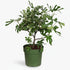 Ficus carica ‘Little Miss Figgy’ Bio - Figuier nain - 23 x 50 cm - Verdeia