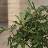 Ficus carica ‘Little Miss Figgy’ Bio - Higuera enana - 23 x 50 cm - Verdeia - 2