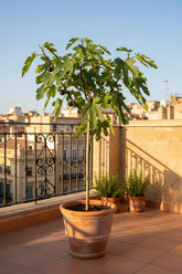 Ficus carica &