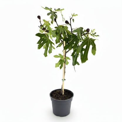 Ficus carica &