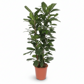 Ficus cyathistipula – Ficus africano de interior - Verdeia - 1
