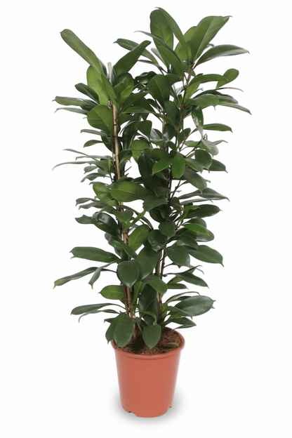 Ficus cyathistipula – Figuier africain d’intérieur - Verdeia