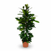 Ficus cyathistipula – Ficus africano de interior - Verdeia - 4