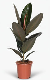 Ficus Elàstica Abidjan - 17 x 60 cm - Verdeia - 1