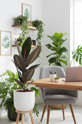 Ficus elastica &