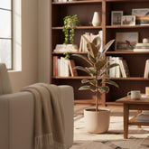 Ficus Elàstica Belize – Cautxú panat - Verdeia - 8