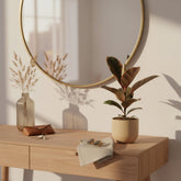 Ficus Elastica Belize – Cautxú panachat - Verdeia - 3