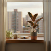 Ficus Elastica Belize – Cautxú panaché - Verdeia - 5