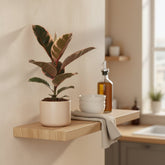 Ficus Elastica Belize – Cautxú panaché - Verdeia - 4