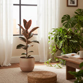 Ficus Elastica Belize – Cautxú panat - Verdeia - 9