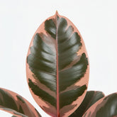 Ficus Elàstica Belize – Cautxú panat - Verdeia - 2