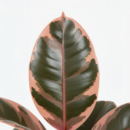 Ficus Elàstica Belize – Cautxú panat - Verdeia - 2