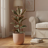 Ficus Elastica Belize – Cautxú panat - Verdeia - 7