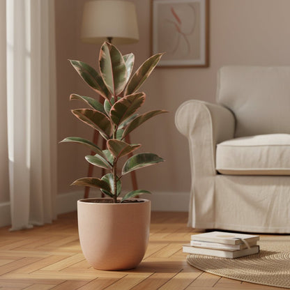 Ficus Elastica Belize – Cautxú panat - Verdeia - 7