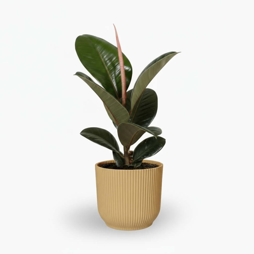 Ficus Elastica Robusta – Plante caoutchouc - Verdeia