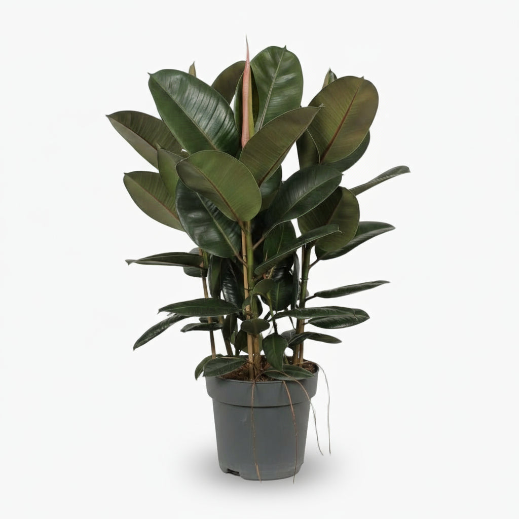 Ficus Elastica Robusta – Plante caoutchouc - Verdeia