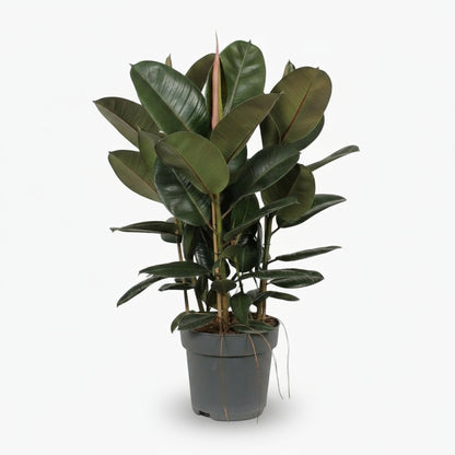 Ficus Elastica Robusta – Plante caoutchouc - Verdeia