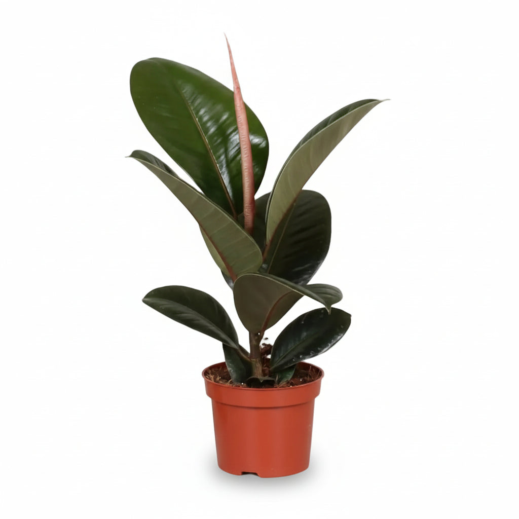 Ficus Elastica Robusta – Plante caoutchouc - Verdeia - 6
