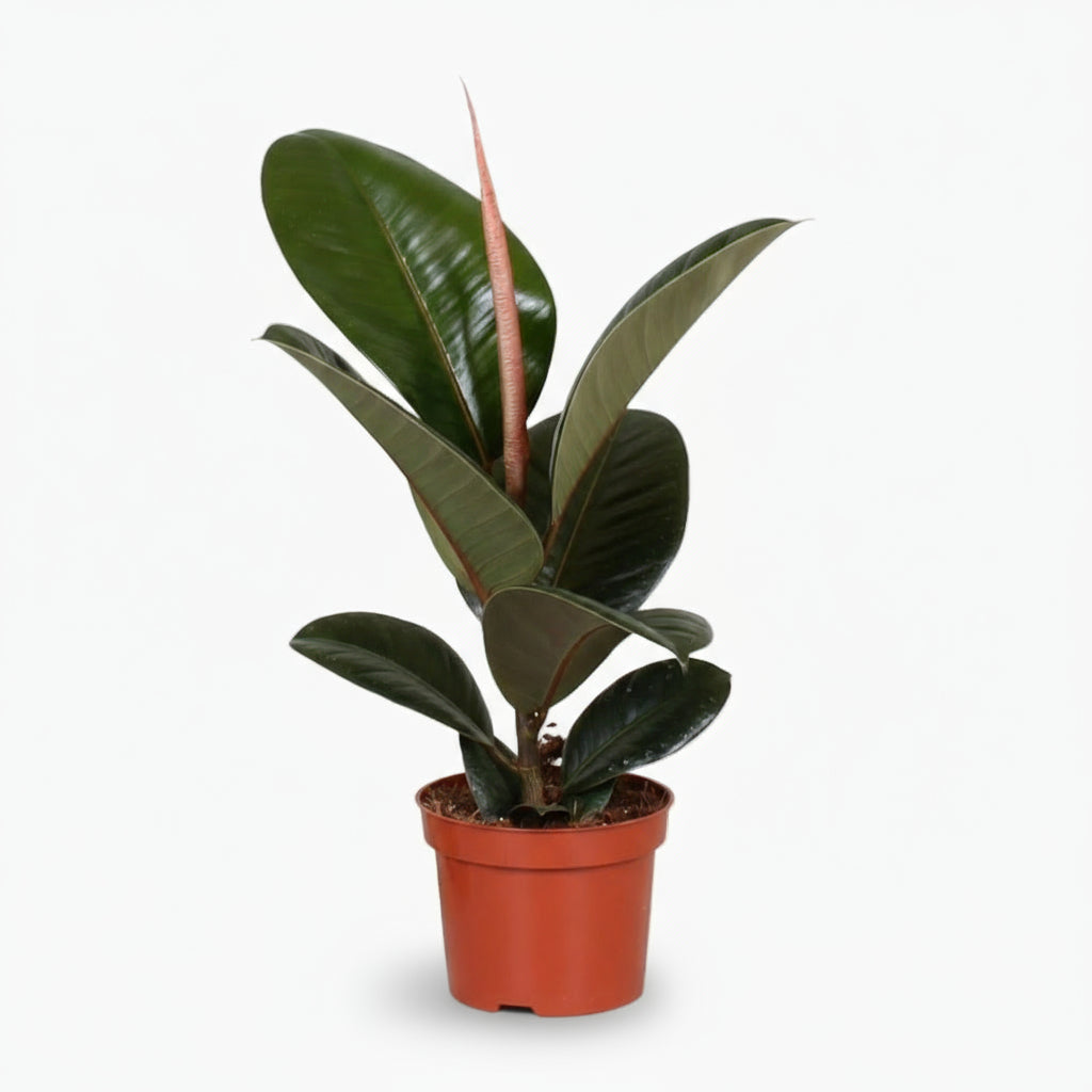 Ficus Elastica Robusta – Plante caoutchouc - Verdeia