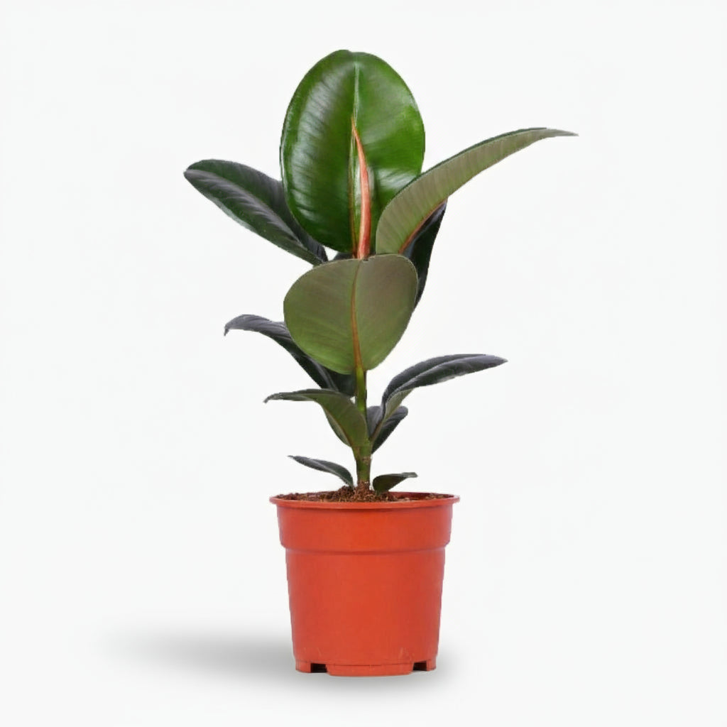Ficus Elastica Robusta – Plante caoutchouc - Verdeia