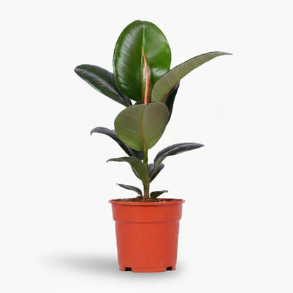Ficus Elastica Robusta – Plante caoutchouc - Verdeia
