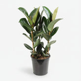 Ficus Elastica Robusta – Planta de cautxú - Verdeia - 7