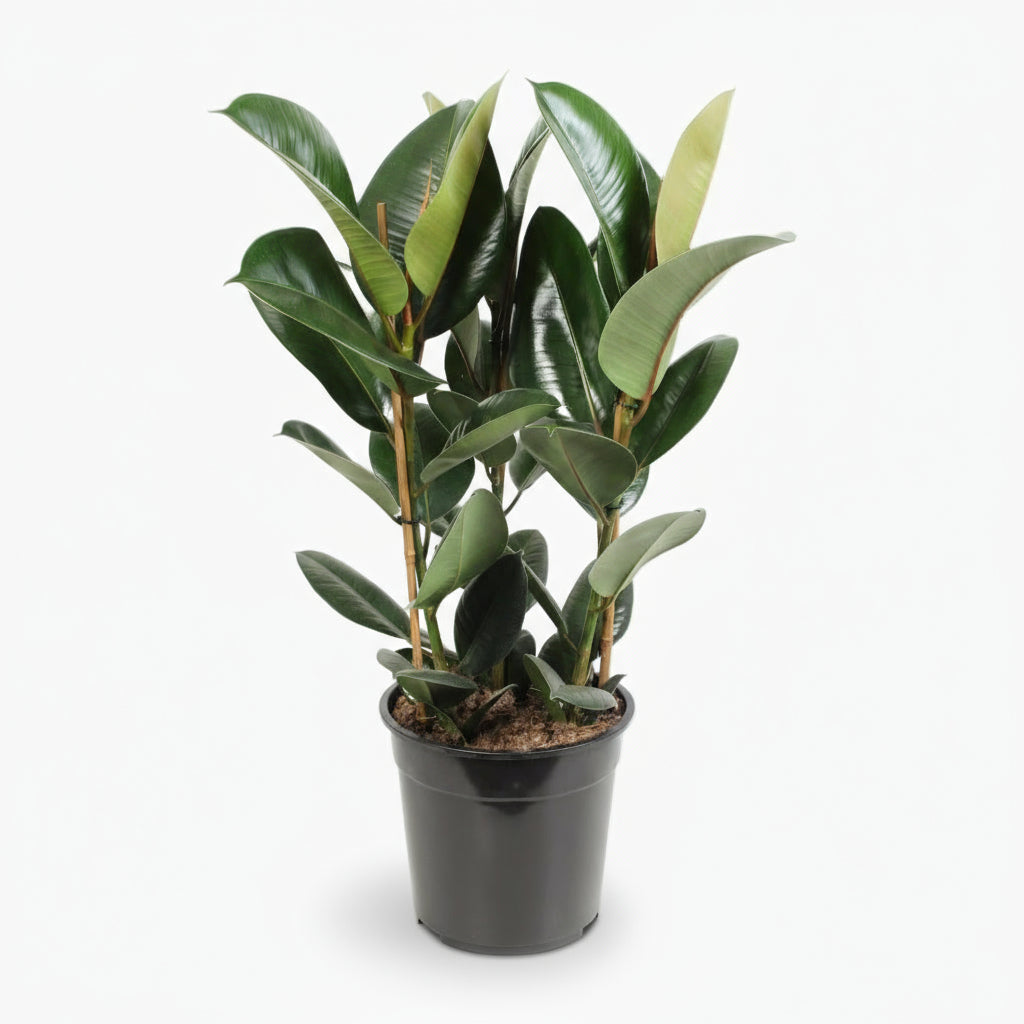 Ficus Elastica Robusta – Plante caoutchouc - Verdeia