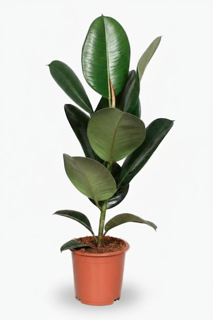 Ficus Elastica Robusta – Plante caoutchouc - Verdeia