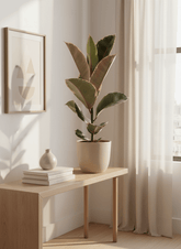 Ficus Elastica Tineke — Cautxú panaché - Verdeia - 7