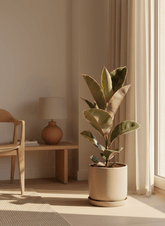 Ficus Elastica Tineke — Cautxú panachat - Verdeia - 4