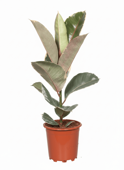 Ficus Elastica Tineke - Ø17cm - ↕50cm - Verdeia