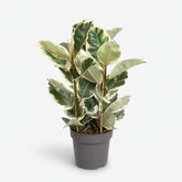 Ficus Elastica Tineke — Cautxú panat - Verdeia - 6