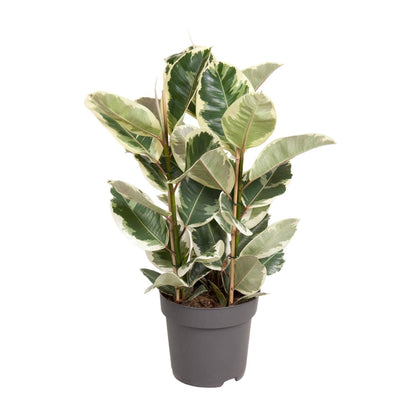 Ficus Elastica Tineke - Ø17cm - ↕50cm - Verdeia