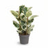 Ficus Elastica Tineke — Panachovaný kaučukovník - Verdeia - 6