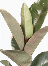 Ficus Elastica Tineke — Cautxú panat - Verdeia - 2